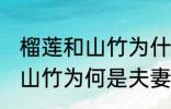 榴莲和山竹为什么是夫妻水果 榴莲和山竹为何是夫妻水果