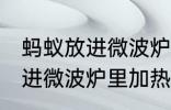 蚂蚁放进微波炉里加热会死吗 蚂蚁放进微波炉里加热会不会死