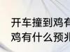 开车撞到鸡有什么兆头 男人开车撞到鸡有什么预兆