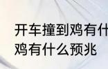 开车撞到鸡有什么兆头 男人开车撞到鸡有什么预兆