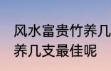 风水富贵竹养几支最旺运 风水富贵竹养几支最佳呢