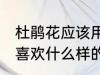 杜鹃花应该用什么样的土来养 杜鹃花喜欢什么样的土壤