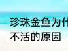 珍珠金鱼为什么总养不活 珍珠金鱼养不活的原因