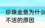 珍珠金鱼为什么总养不活 珍珠金鱼养不活的原因