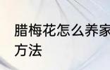 腊梅花怎么养家庭养法 腊梅花的养殖方法