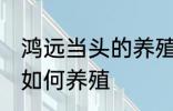 鸿远当头的养殖方法是什么 鸿远当头如何养殖